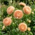 Aster Paeony Duchess Apricot Callistephus Chinensis Seeds 