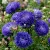 Aster Paeony Duchess Blue Callistephus Chinensis Seeds 