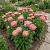 Aster Paeony Duchess Coral Callistephus Chinensis Seeds