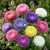 Aster Paeony Duchess Mix Callistephus Chinensis Seeds