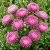 Aster Paeony Duchess Pink Callistephus Chinensis Seeds