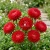 Aster Paeony Duchess Scarlet Callistephus Chinensis Seeds