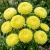 Aster Paeony Duchess Yellow Callistephus Chinensis Seeds 