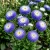 Aster Pompon Blue Callistephus Chinensis Seeds