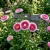 Aster Pompon Hinomaru Callistephus Chinensis Seeds