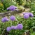 Aster Pompon Light Blue Callistephus Chinensis Seeds