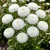 Aster Pompon White Callistephus Chinensis Seeds