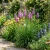 Blazing Star Gayfeather Liatris Spicata Seeds 