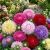 Aster Powder Puff Mix Callistephus Chinensis Seeds