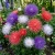 Aster Starlight Mix Callistephus Chinensis Seeds