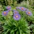 Aster Wartburg Star Aster Tongolensis Seeds