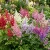 Astilbe Bunter Mix Astilbe Arendsii Seeds