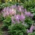  Astilbe Chinese Pumila Astilbe Chinensis Seeds 