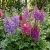 Astilbe Chinese Astilbe Chinensis Seeds 