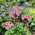 Astrantia Masterwort Rose Symphony Astrantia Major Seeds