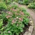Astrantia Masterwort Rose Symphony Astrantia Major Seeds p2
