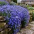 Aubrieta Rock Cress Cascade Blue Aubrieta Hybrida Superbissima Seeds