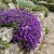 Aubrieta Rock Cress Cascade Purple Aubrieta Hybrida Superbissima Seeds