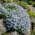 Aubrieta Rock Cress Pale Blue Aubrieta Hybrida Graeca Seeds