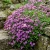 Aubrieta Rock Cress Whitewell Gem Aubrieta Hybrida Seeds
