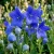 Balloon Flower Blue Platycodon Grandiflorus Seeds