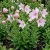 Balloon Flower Rose Platycodon Grandiflorus Seeds