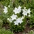 Balloon Flower White Platycodon Grandiflorus Seeds 