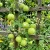 Balloon Vine Cardiospermum Halicacabum Seeds