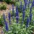 Sage Blue Salvia Farinacea Seeds