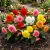 Begonia Tuberous Double Mix Begonia Tuberosa Seeds 