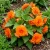 Begonia Tuberous Double Orange Begonia Tuberosa Seeds 