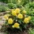 Begonia Tuberous Double Yellow Begonia Tuberosa Seeds