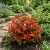 Begonia Wax Red Begonia Semperflorens Seeds