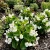 Begonia Wax White Begonia Semperflorens Seeds