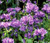 Bellflower Clustered Campanula Glomerata Acaulis Seeds