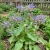Borage Borago Officinalis Seeds