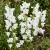 Bellflower Willow Peach-Leaved White Campanula Persicifolia Seeds