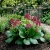 Bergenia Heartleaf Pigsqueak Bergenia Cordifolia Seeds
