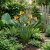 Bird of Paradise Strelitzia Reginae Seeds p2