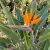 Bird of Paradise Strelitzia Reginae Seeds