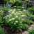 Bishop's Flower Ammi Majus Seeds p2
