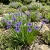 Blue Eyed Grass Sisyrinchium Bellum Seeds p3