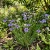 Blue Eyed Grass Sisyrinchium Bellum Seeds p2