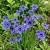 Blue Eyed Grass Sisyrinchium Bellum Seeds