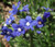 Bugloss Blue Angel Anchusa Capensis Seeds 