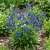 Bugloss Blue Angel Anchusa Capensis Seeds 