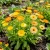 Calendula Pacific Beauty Calendula Officinalis Seeds