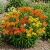 Butterfly Weed Gay Butterflies Asclepias Tuberosa Seeds