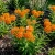 Butterfly Weed Orange Asclepias Tuberosa Seeds 