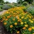 Calendula Pot Marigold Calendula Officinalis Seeds 